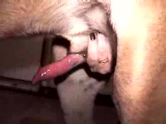 Jurking animal cock